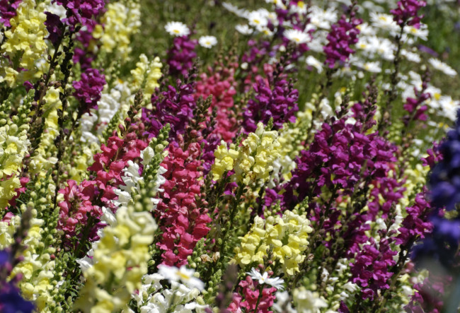 Обои картинки фото цветы, львиный, зев, разноцветный