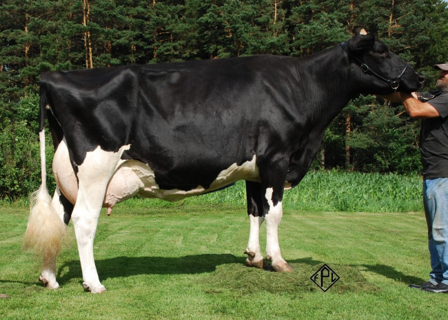 Обои картинки фото животные, коровы, буйволы, корова