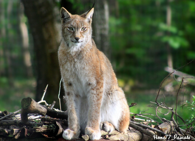 Обои картинки фото животные, рыси, лес, кисточки