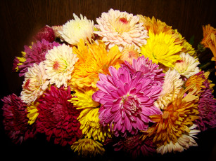 Картинка цветы хризантемы