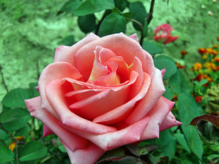 Картинка цветы розы бутон роза лепестки