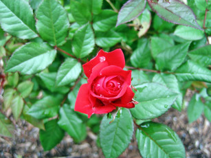 Картинка цветы розы лепестки бутон роза