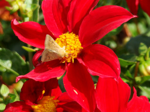 обоя георгины, цветы