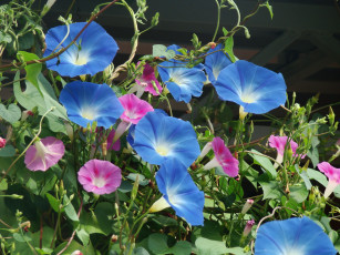 Картинка ипомея цветы вьюнки ипомеи