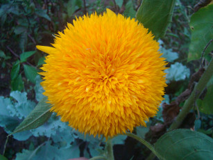 Картинка подсолнух цветы подсолнухи