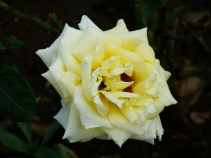 Картинка роза цветы розы