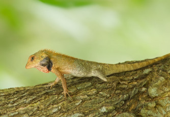 Картинка животные Ящерицы игуаны вараны дерево