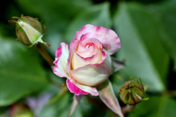 Картинка цветы розы лепестки бутон роза