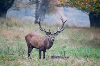 Картинка животные олени рога