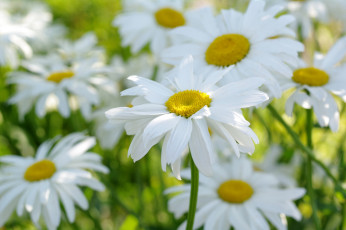 Картинка цветы ромашки свет солнечный
