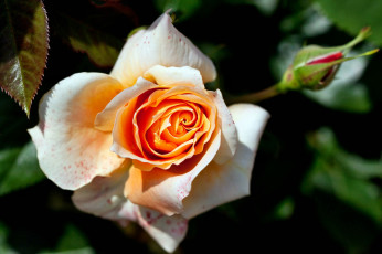 Картинка цветы розы лепестки бутон роза