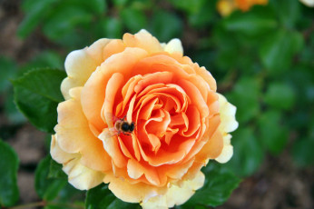 Картинка цветы розы лепестки бутон роза