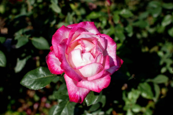 Картинка цветы розы роза бутон лепестки