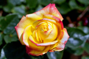 Картинка цветы розы роза бутон лепестки