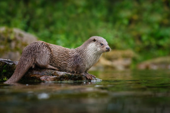 Картинка животные выдры каланы ондатры выдра