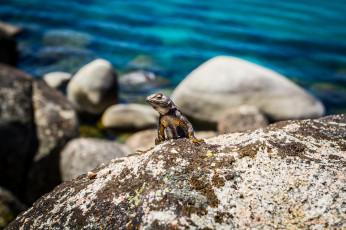 Картинка животные Ящерицы игуаны вараны камень