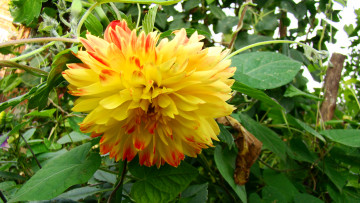 Картинка георгин цветы георгины