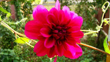 Картинка георгин цветы георгины