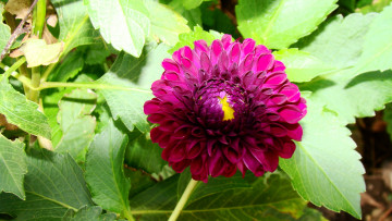 Картинка георгин цветы георгины