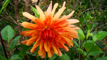 Картинка георгин цветы георгины