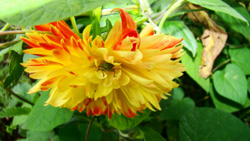 Картинка георгин процион цветы георгины