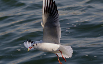 Картинка животные Чайки бакланы крачки крылья