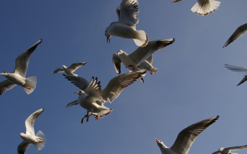 Картинка животные Чайки бакланы крачки полет