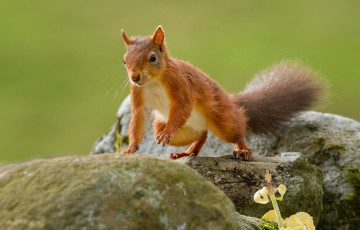 Картинка животные белки рыжая камни