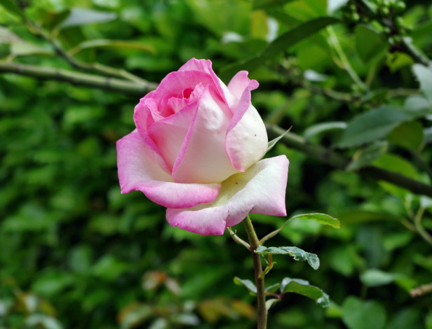 Обои картинки фото цветы, розы, бутон, лепестки, роза