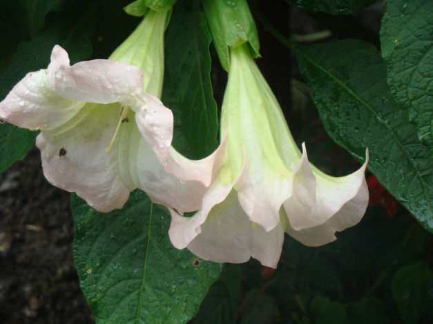 Обои картинки фото цветы, бругмансия, дурман, трубы, ангела