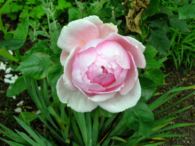 Обои картинки фото цветы, розы, роза, бутон, лепестки