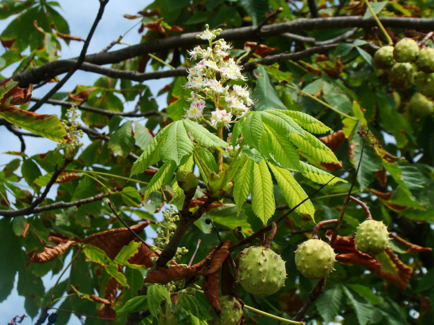 Обои картинки фото каштан, цветы, цветущие, деревья, кустарники