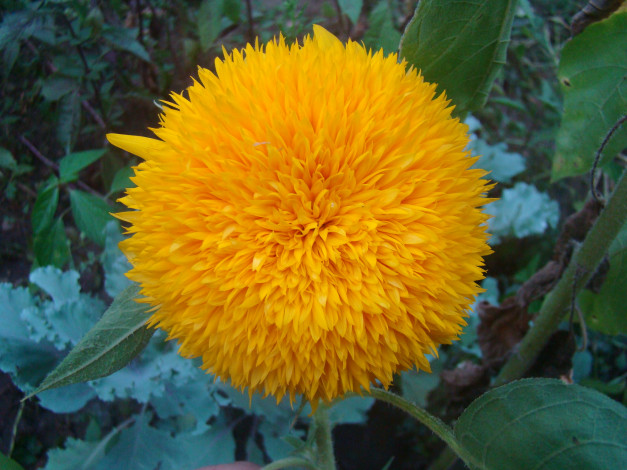 Обои картинки фото подсолнух, цветы, подсолнухи