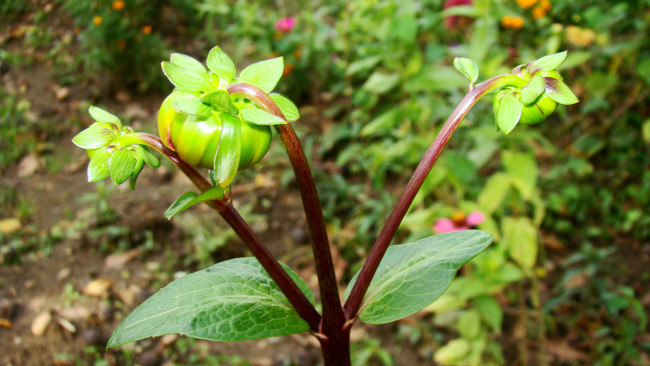 Обои картинки фото георгины, цветы