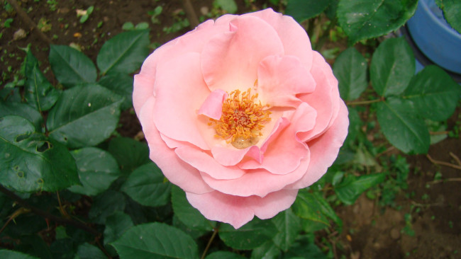 Обои картинки фото роза, цветы, розы