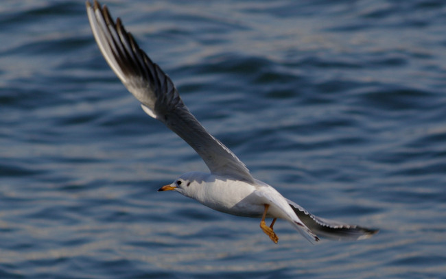 Обои картинки фото животные, Чайки, бакланы, крачки, полет