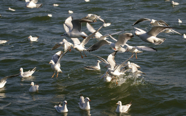 Обои картинки фото животные, Чайки, бакланы, крачки, вода