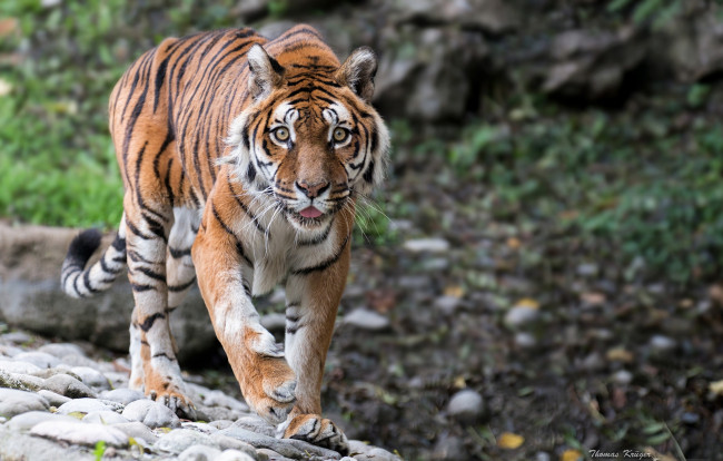 Обои картинки фото животные, тигры, дикая, кошка, взгляд, хищник