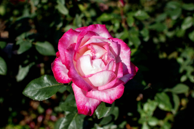 Обои картинки фото цветы, розы, роза, бутон, лепестки