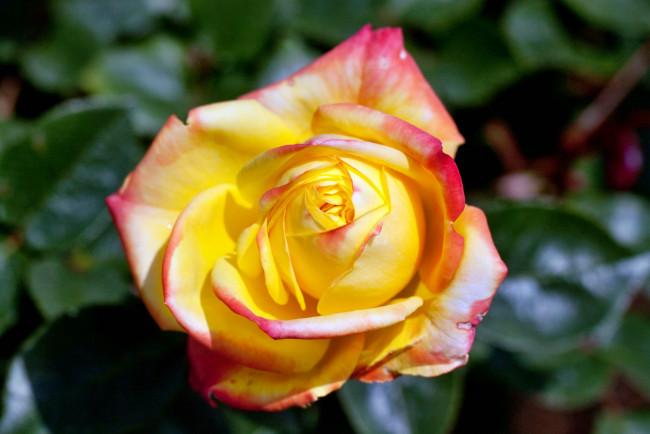 Обои картинки фото цветы, розы, роза, бутон, лепестки