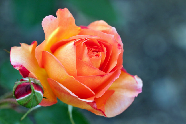 Обои картинки фото цветы, розы, роза, бутон, лепестки