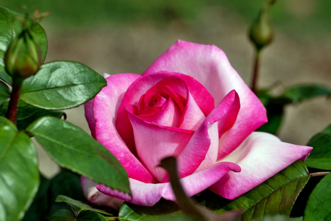 Обои картинки фото цветы, розы, роза, бутон, лепестки