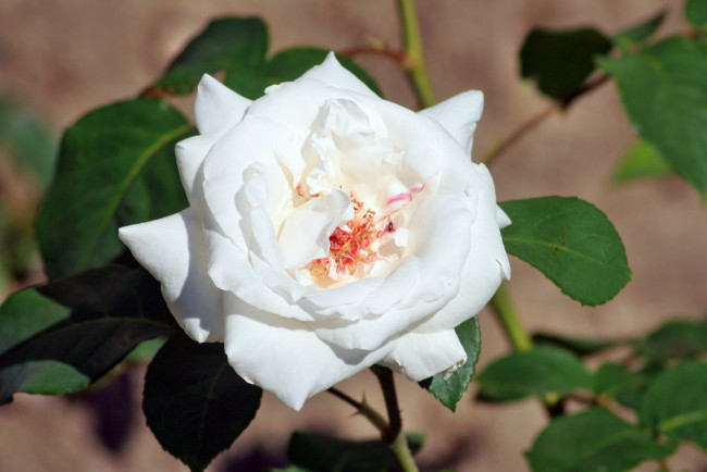 Обои картинки фото цветы, розы, роза, лепестки, бутон