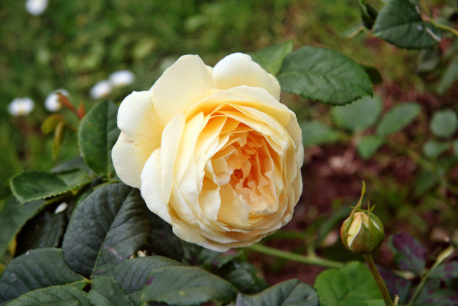 Обои картинки фото цветы, розы, роза, лепестки, бутон