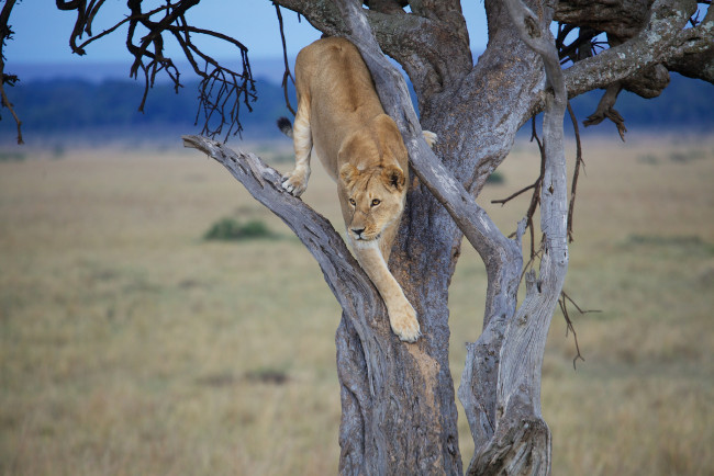 Обои картинки фото животные, львы, львица, дерево