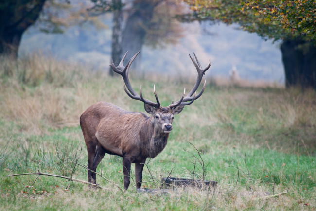Обои картинки фото животные, олени, рога