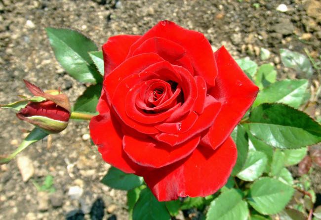 Обои картинки фото цветы, розы, лепестки, роза, бутон