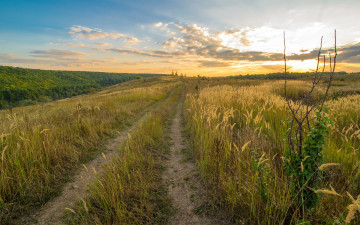 Картинка природа дороги закат поле дорога лес