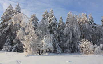 Картинка природа зима снег деревья