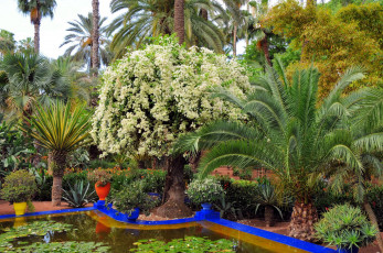 Картинка природа парк сад ботанический